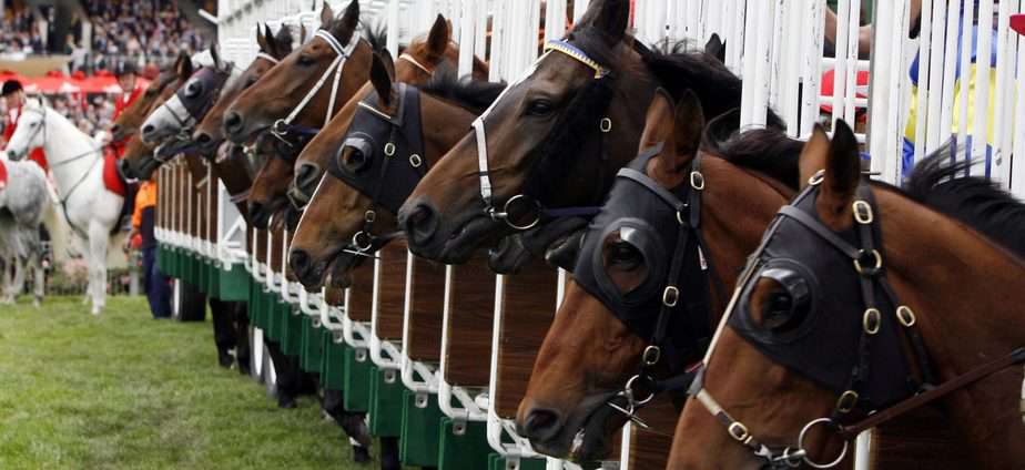 Race horses lined up at the start gates, waiting to win their race