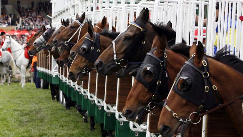 Race horses lined up at the start gates, waiting to win their race